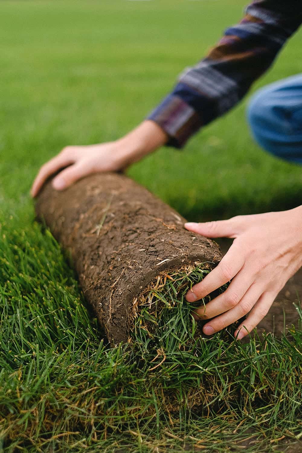 hands unrlling roll of sod turf on grass